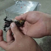 سهره|پرنده|ملایر, |دیوار