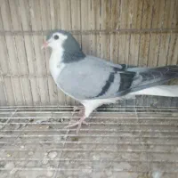 دمگیر ماده|پرنده|اصفهان, رحیمآباد|دیوار