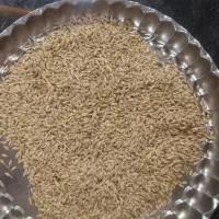 جو تمیز خشک دامی 2تن