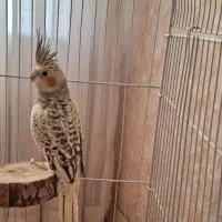 عروس هلندی ماده خوش رنگ و سرحال|پرنده|بروجرد, |دیوار