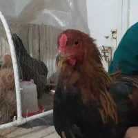 مرغ و خروس برهما و گلین اصل|حیوانات مزرعه|شیراز, شریف‌آباد|دیوار