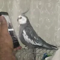 گم شده عروس پاریس|حیوانات|اهواز, کمپلو جنوبی|دیوار