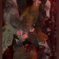 مرغ محلی خروس محلی|حیوانات مزرعه|مرودشت, محمد آباد|دیوار