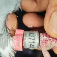 پلاکی عراق گرفتنی سه پلاکه