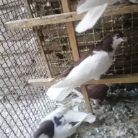 چپ سرخ، بدرنگ، خوشرنگ سیاه، شستی دورنگ