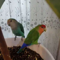 طوطی برزیلی