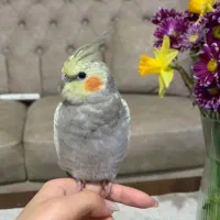 عروس هلندی گم شده