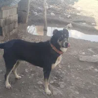 سگ نگهبان|سگ|نیشابور, قلعه نو|دیوار