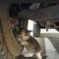 گربه ویتوری