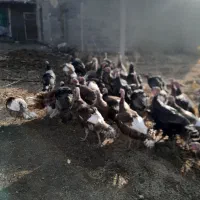 بوقلمون محلی و کاملا اورگانیک|حیوانات مزرعه|زیویه, |دیوار