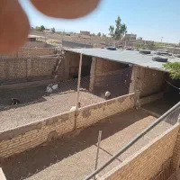 دامداری دشت سعادت اباد