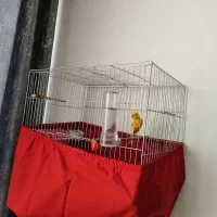 قناری نر رنگ زرد