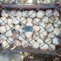 سیر خشک ارگانیک پاک شده سیر امساله