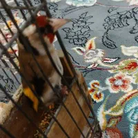 سهره بروجرد