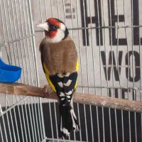 سهره سرسیاه مست مست جفتخور