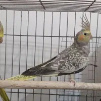 پرندگان|پرنده|حمیدیه, |دیوار