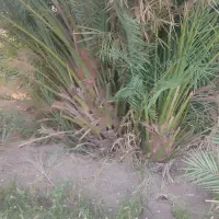 100 تا درخت دوساله خرما و 10تا درخت پرتقال نارنج|فروش زمین و ملک کلنگی|ریگان, |دیوار