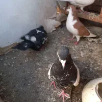 کبوتر، کفتر، پرنده