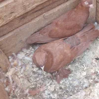 کفتر|پرنده|قم, انسجام|دیوار