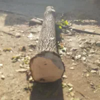 تنه درخت گردو