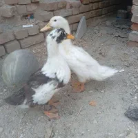 جوجه اردک
