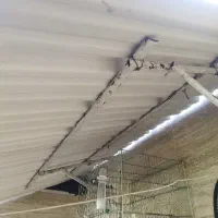 قفس پرنده سهره قناری|پرنده|شیراز, صاحب الزمان|دیوار