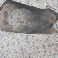 هیز جای روغن|صنایع دستی و سایر لوازم تزئینی|اندیمشک, |دیوار
