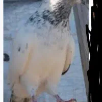 فروس چند عدد کبوتر