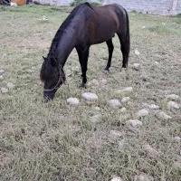نریان ۷ساله باری سواری
