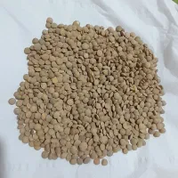 عدسی مغان (جعفرآباد)