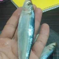 فروش ماهی ساردین و متوتا