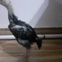 اوشامو لاری جوجه(مراغه)