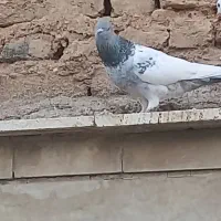سینه سبز|پرنده|شیراز, تندگویان|دیوار