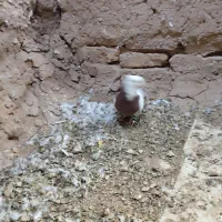 طوقی|پرنده|تربت‌حیدریه, مسجد جامع|دیوار