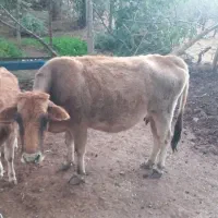 گاو کردی با گوساله|حیوانات مزرعه|باینگان, |دیوار