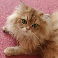 گربه ی نر جهت جفت گیری و جفت یابی