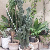 کاکتوس سخره ای