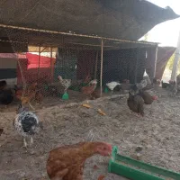 خروس محلی برای قربانی|حیوانات مزرعه|آبیک, |دیوار