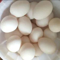 تخم اردک محلی