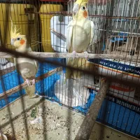 جفت عروس هلندی در کاکی