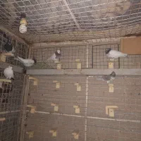 تعدادی کفتر|پرنده|بم, |دیوار