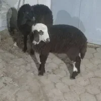 بره ریز علف خور|حیوانات مزرعه|اصفهان, زاجان|دیوار