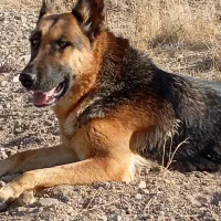 واگذاری ژرمن|سگ|تبریز, |دیوار