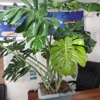 فروش گل های غول پیکر کلکسیونی|گل و گیاه طبیعی|آمل, |دیوار