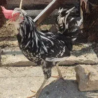 مرغ و خروس