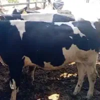 فروش گوساله ماده  ۷ ماهه