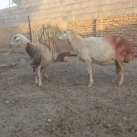 میش داشتی