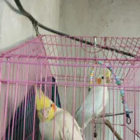 عروس هلندی لوتیونی.ملکشاهی
