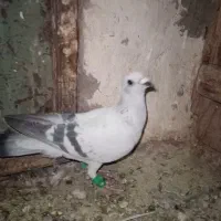 شامی|پرنده|نیشابور, مازول|دیوار