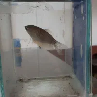 ماهی گوارامی